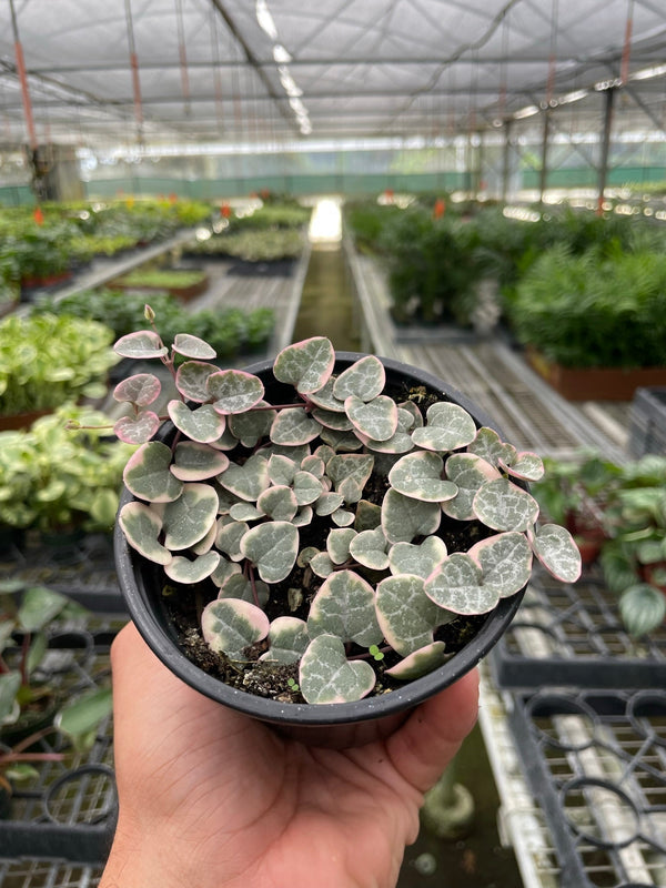 Variegated String of Hearts (Ceropegia woodii)