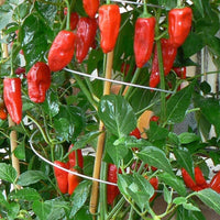 Twisters extendable plant supports