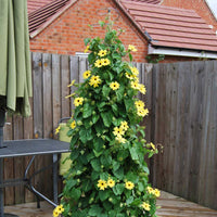 Twisters extendable plant supports