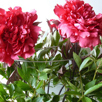 Spirals multi-stem plant supports