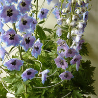 Spirals multi-stem plant supports