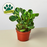 Peperomia 'Marble' (Peperomia obtusifolia)