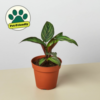 Calathea 'Beauty Star' (Calathea ornata)