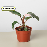 Pink Princess Philodendron (Philodendron erubescens)