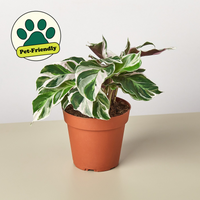 Calathea 'White Fusion' (Calathea lietzei)