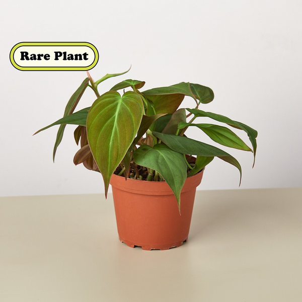 Velvet Philodendron 'Micans' (Philodendron hederaceum)