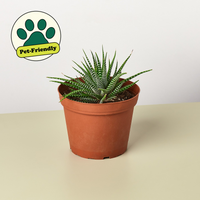 Zebra Haworthia (Haworthia fasciata)