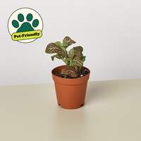 Pink Nerve Plant (Fittonia albivenis)