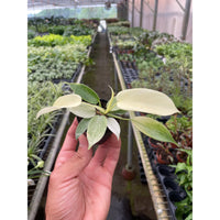Philodendron 'Florida Ghost' (Philodendron pedatum)