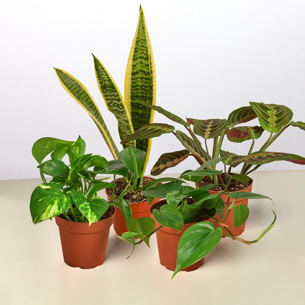 Low Light Houseplant Bundle (4 Plants)
