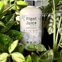 Plant Juice bottle among houseplants