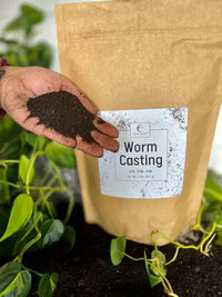 Hand holding worm castings beside the bag