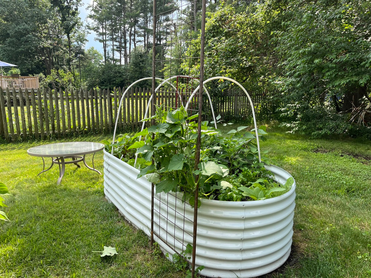 Bernie's metal raised garden beds full of vegetables beside a patio table