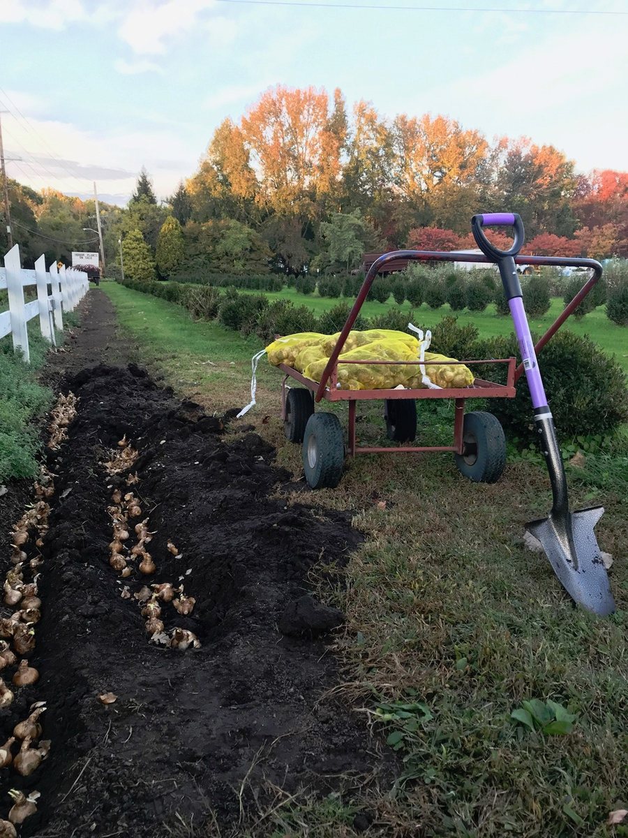 A garden cart of bulbs and a lavender Spear Head Spade beside a freshly dug trench under autumn trees
