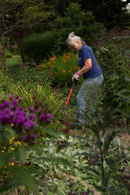 Fran working a perennial border of orange daylilies and purple blooms in Pennsylvania with a red-handled Spear Head tool