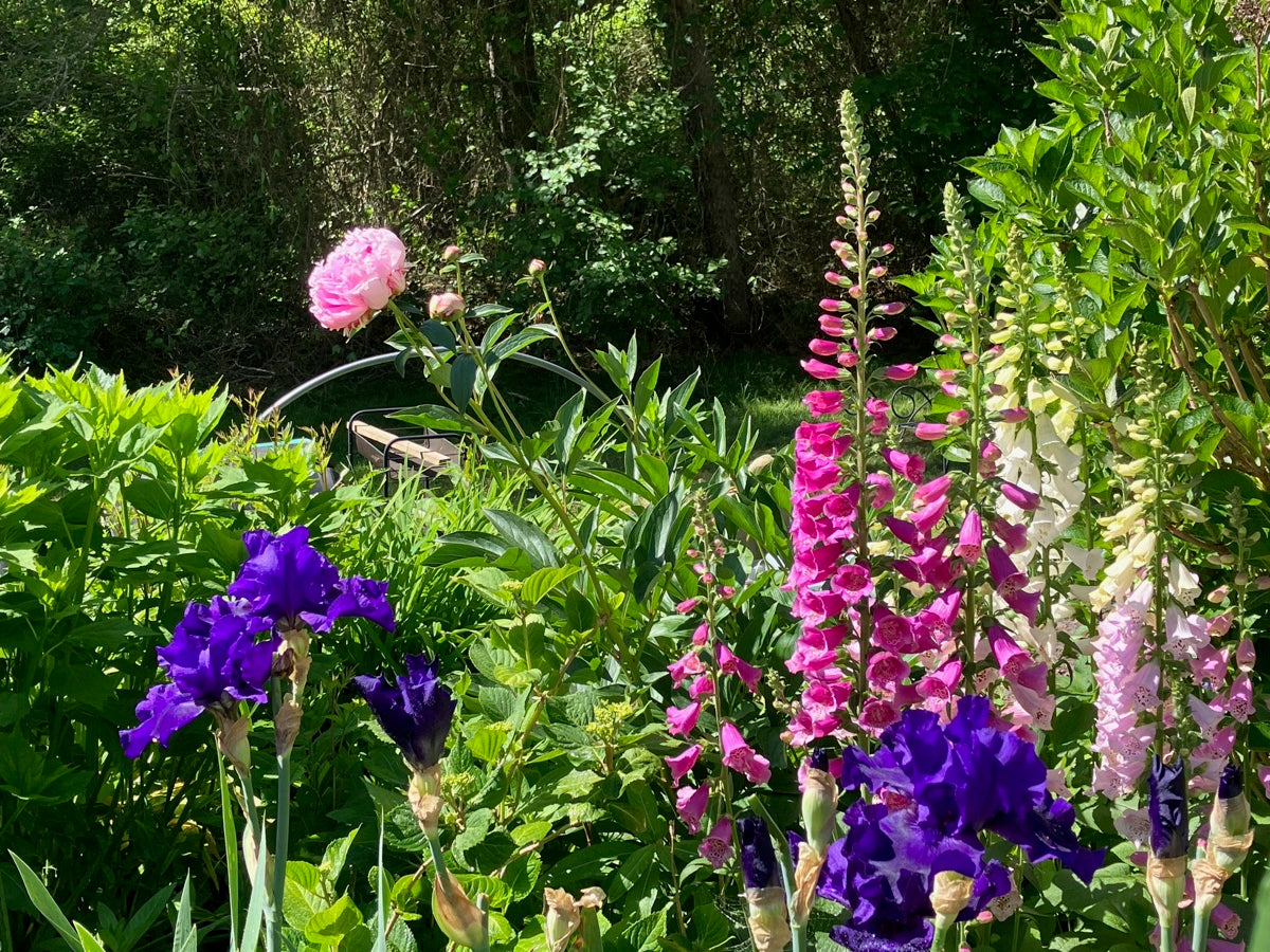 Joyce's perennial bed with purple irises, foxgloves, and a peony, reclaimed from an invasive trumpet vine