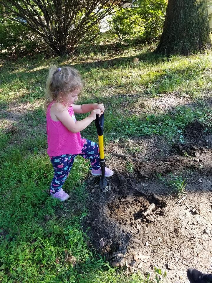Young girl digging under a tree with the 30 inch Mini Spear Head Spade