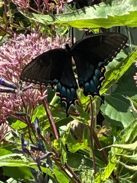 An Eastern Tiger Swallowtail butterfly resting on tall blooms in Valerie's garden